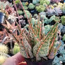Image result for Aloe nuttii