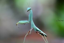 Pink Orchid Mantis Orchid Mantis Praying Mantis Orchids