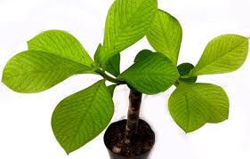 Image result for Synadenium grantii