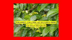 We did not find results for: Jual Daun Mengkudu 081289539690 Home Facebook