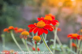 Ketahanan bunga matahari ini untuk mekar. Bunga Matahari Merah Bunga Matahari Meksiko 120 Biji Tithonia Rotundifolia Garden Seeds Market Bebas Biaya Kirim