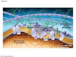 Animal cell plasma membrane transport. Membrane Transport And Cell Signaling Ppt Download