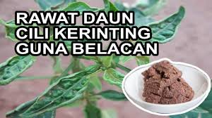 Tikus akan langsung mati dan kering di tempat, sehingga kamu tidak harus. Cara Mudah Buat Racun Serangga Organik Guna Cili Dan Bawang Putih Youtube