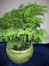 Image result for Pilea johnstonii