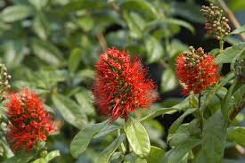 Image result for Combretum pisoniiflorum