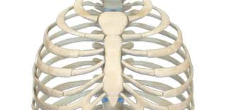 The rib cage is formed by the sternum, costal cartilage, ribs, and the bodies of the thoracic vertebrae. Ø¹Ø¯Ø¯ Ø¶Ù„ÙˆØ¹ Ø¬Ø³Ù… Ø§Ù„Ø¥Ù†Ø³Ø§Ù† Ù…ÙˆØ¶ÙˆØ¹