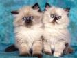 Caring for a Himalayan Cat - Animal Wised