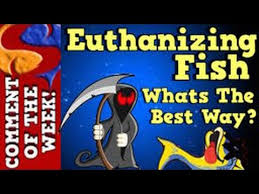 This can be done with ms222, finquel (a version of ms222), or simple clove oil (eugenol). The Best Way To Euthanize Fish Comment Of The Week Episode 4 Youtube