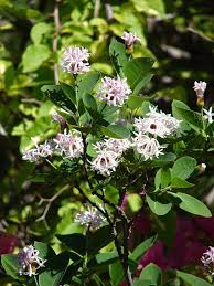 Image result for Dais cotinifolia