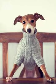 Näh dir deinen pullover einfach selbst!. Hundepullover Selber Stricken Oder Aus Einem Alten Pulli Basteln
