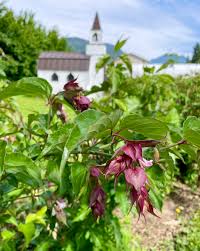 Image result for Hyparrhenia formosa