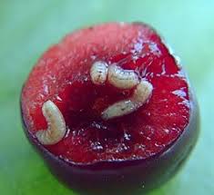 The usda says 1 cup of blackberries has about 62 calories. Are These Maggots In Cherries Snopes Com