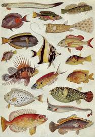 Pin By Angela Guastelluccia On Disegni Fish Illustration Fish Art Art