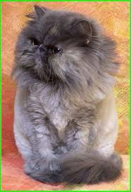 Pokoknya yang keren, cool, dan lucu kami bagikan di sini. Wallpaper Kartun Lucu Dan Imut Cat Mammal Vertebrate Small To Medium Sized Cats Felidae Persian British Longhair Carnivore Snout Whiskers 1298102 Wallpaperkiss
