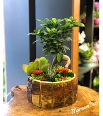 Bonsai yetiştirmeye karar verdiğinizde veya size bir bonsai hediye edildiğinde bakımına dikkat etmeniz gerekir. Zelkova Bonsai Zelkova Bonsai Bakimi Bonsai Agaci