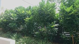 Radermachera Summerscent Plants Ground Cover Hedges