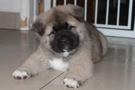 Akita puppies for sale bc. Akita Puppies For Sale Delta Bc 99986 Petzlover