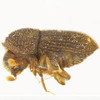 Image result for Orthopichonia