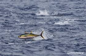 Greenpeace recently ranked 14 tuna brands, analyzing packaging, environmental impact, transparency, and overall sustainability. Winning On The World S Largest Tuna Company And What It Means For The Oceans Greenpeace Canada