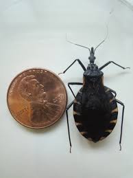 Kissing Bug Identification Requires Closer Look Insects In