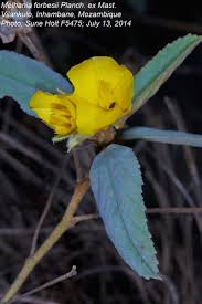 Image result for Melhania forbesii