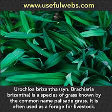 Image result for Urochloa brizantha