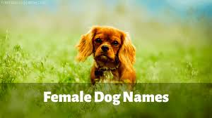 The top picks are names like these — riri, mimi, sweetie, as they are practical and maybe trendy within celebrities as well. Female Dog Names 2020 Funny Cute And Best Dog Name List