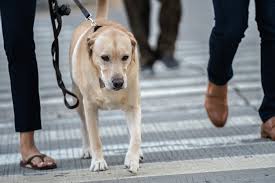 Check spelling or type a new query. Dog Owners Get More Exercise The New York Times