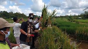 Tapi kembali lagi, tidak ada gambar psikotes yang salah, yang ada adalah scanning karakter penggambar dari hasil psikotes. Kelompok Petani Sulap Lahan Kritis Jadi Sawah Apung Bupati Belitung Timur Ingin Petani Mencontoh Pos Belitung