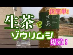 ゾウリムシを生茶で簡単培養 爆殖します メダカ初心者でもカンタンに増えますよ 針子稚魚には最適 メダカの活き餌 増やし方 培養方法 楽めだか youtube 生茶 めだか メダカ
