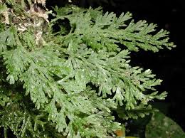 Image result for Hymenophyllaceae
