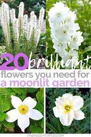20 Plants To Brighten Your Garden By Moonlight Finding Sea Turtles Plants Moon Garden Night Blooming Flowers