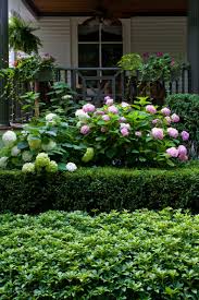 Invincibelle wee white hydrangea is the first and only dwarf version of 'annabelle', but that's not all it is. Hydrangea Boxwood Houzz