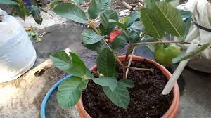 Jambu kristal sendiri merupakan turunan dari jambu biji varietas putih yang biasanya memiliki tekstur lebih keras. Perawatan Jambu Kristal Supaya Buah Tidak Rontok Youtube