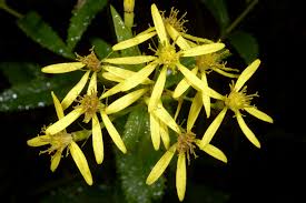 Image result for Senecio cryphiactis