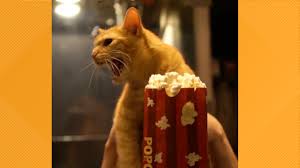 Here's their joint review of the 70 minutes of cat 0:54 when you're on your period but someone give you chocolate. Quarantine Cat Film Festival Coming To Virtual Cinemas In June King5 Com