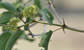 Image result for Nuxia oppositifolia