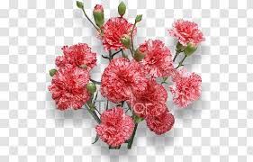 May there always be sunshine! Carnation Royalty Free Flower Stock Photography Flowering Plant Burgundy Flowers Transparent Png