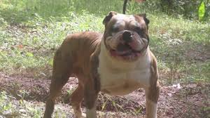 English bulldog / production sandov's english bulldog gender: Olde English Bulldog Exotic Bulldog Youtube