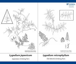 Image result for Lygodium microphyllum