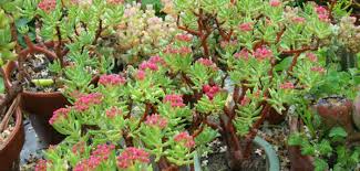 Image result for Crassula sarcocaulis