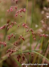 Image result for Melinis repens