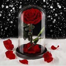 It was also very remarkable the walled city of manila. Buy Puto Preserved Real Rose Eternal Rose In Glass Dome Gift For Her Thanksgiving Christmas Valentine S Day Birthday Mother S Day Red Large Online In Indonesia B078mf8m3w