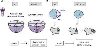 Maybe you would like to learn more about one of these? Polarity In Plant Asymmetric Cell Division Division Orientation And Cell Fate Differentiation Sciencedirect