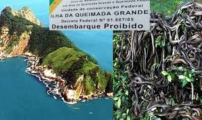 Ilha da queimada grande (snake island) wikimedia (cc by 2.5). How To Survive Unsurvivable 4 Fishermen Stranded On Deadly Snake Island Fleetmon Maritime News