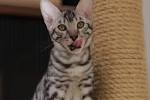 Toyger Kittens Champion Bloodline | Designer Stripes Toygers