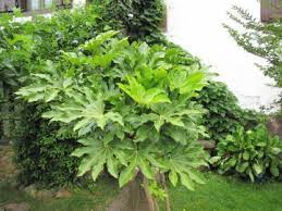 Aralia Du Japon Fatsia Japonica Culture De L Aralia