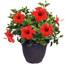 Nursery 3 25 Gallon Hibiscus L3026 Nursery Hibiscus Plant Hibiscus Shrub Hibiscus Bush