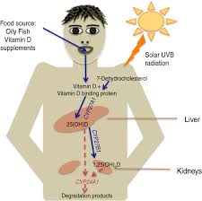 Several lines of evidence have implicated vitamin d in deregulated immune response, known as thus, in patients with vitamin d insufficiency or deficiency, a large replacing dose was proposed in the guidelines for vitamin d supplementation were formulated by a panel of experts during the. Does Vitamin D Protect Against Respiratory Viral Infections Epidemiology Infection Cambridge Core