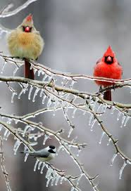 Gray Birds That Look Like Cardinals Winter Cardinals Colors Red Peach Gray Birds Beautiful Birds Animals Beautiful